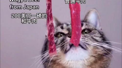 娱乐吃瓜酱小猫睡在哪里,揭秘萌宠的温馨睡眠角落 第2张 娱乐吃瓜酱小猫睡在哪里,揭秘萌宠的温馨睡眠角落 第2张